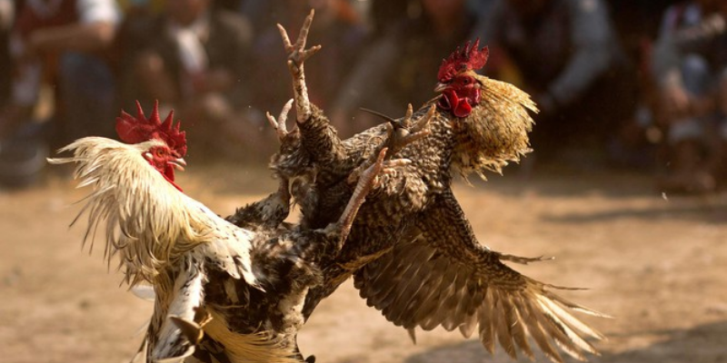 Đá Gà Cựa Sắt Tại Jun88 - Trò Chơi Được Nhiều Người Săn Đón 5 đá gà cựa sắt tại jun88