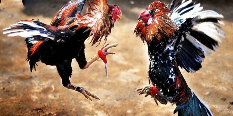 Chơi đá gà online hấp dẫn 6 Kèo cá cược đá gà online hấp dẫn