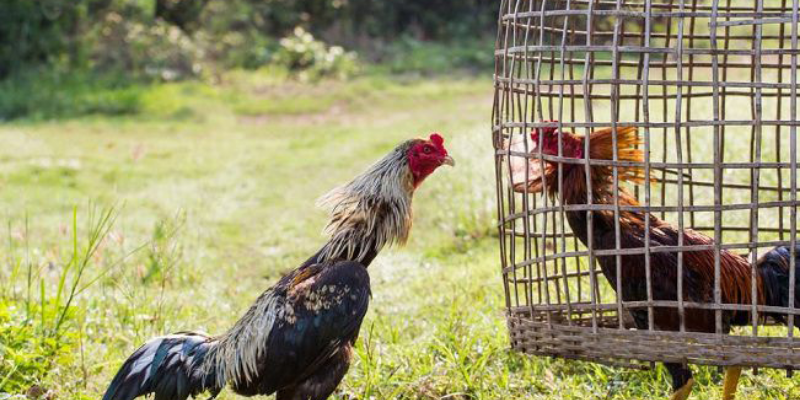 Top các giống gà đá hay nhất hiện nay không nên bỏ qua 6 Gà chọi Thái Lan