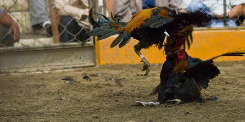 Chơi đá gà online tại Jun88 - Tìm hiểu chi tiết nhất 6 Nạp tiền nhanh chóng vào đá gà online