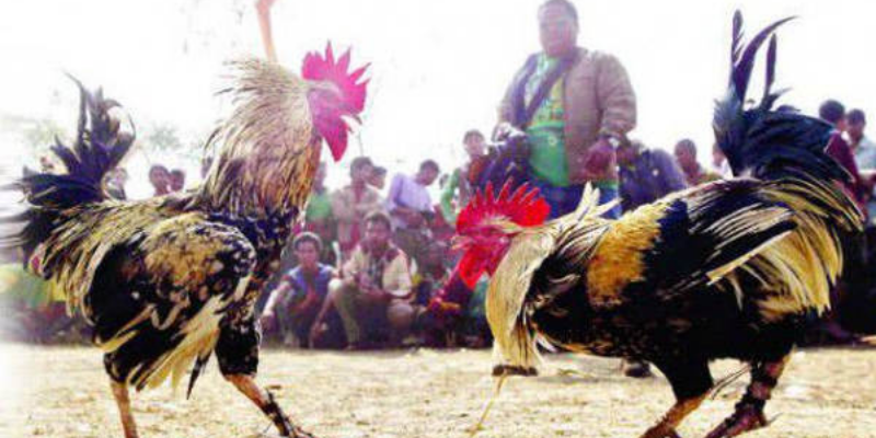 Kinh nghiệm đá gà cựa sắt mà ai cũng nên biết 5 Chọn nhà cái đá gà uy tín