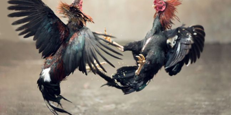 Nhà cái đá gà Jun88 - nhà cái uy tín hàng đầu hiện nay 6 Kinh nghiệm chơi đá gà Jun88