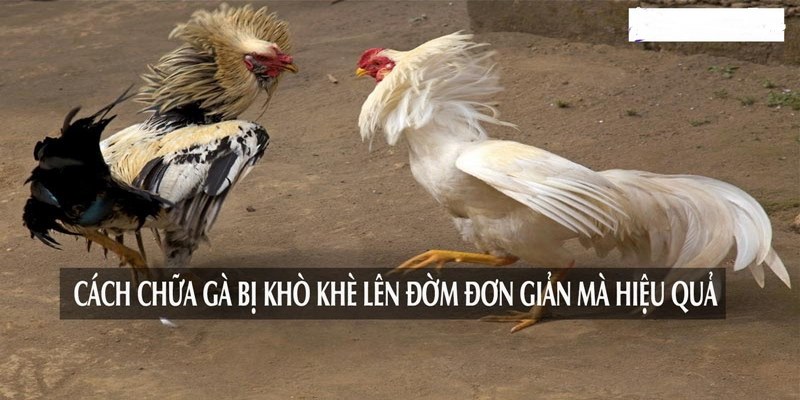 Hướng Dẫn Cách Chữa Gà Bị Khò Khè Lên Đờm Đơn Giản 5 Cách chữa gà bị khò khè lên đờm