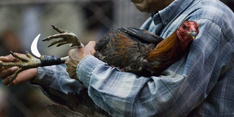 Một Vài Cách Tập Luyện Cho Gà Đá Cựa Sắt Hay Và Dễ Áp Dụng 5 Cách Tập Luyện Cho Gà Đá Cựa Sắt