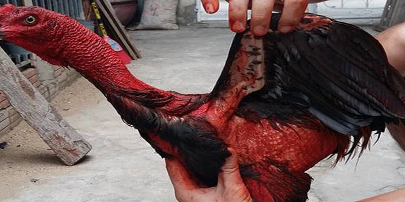 Cách Vào Nghệ Gà Chọi Giúp Gà Khỏe Mạnh Đẹp Da Cho Các Sư Kê 4 Cách vào nghệ gà chọi