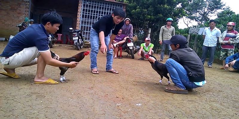 Đá Gà Tre Miền Tây - Đặc Điểm Nhận Biết Chiến Kê Nhỏ Có Võ 6 Đá Gà Tre Miền Tây