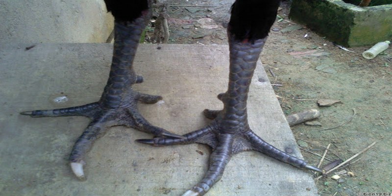 Tìm Hiểu Gà Ngũ Sắc Chân Xanh Và Những Đặc Điểm Cơ Bản 6 Gà ngũ sắc chân xanh