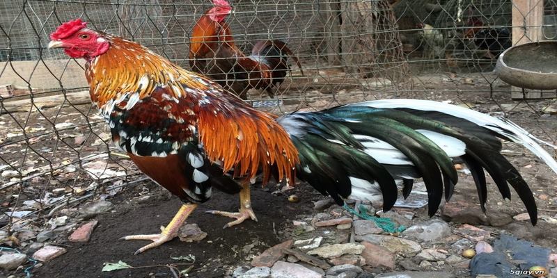 Tìm Hiểu Gà Ngũ Sắc Chân Xanh Và Những Đặc Điểm Cơ Bản 5 Gà ngũ sắc chân xanh