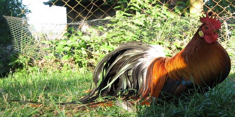 Gà Ohiki - Bí Kíp Nuôi Gà Từ Các Bậc Kê Sư Chuyên Nghiệp 4 Gà Ohiki