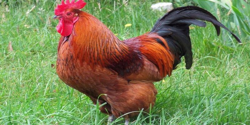 Gà Rốt Đỏ: Giới Thiệu Gà Rhode Đỏ Và Cách Nuôi Hiệu Quả 4 Gà Rốt Đỏ