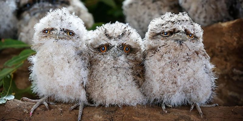 Jun88 - Giải mã giấc mơ thấy chim cú mèo và những con số 6 Những con số lô may mắn tương ứng với giấc mơ thấy chim cú mèo (Nguồn: Internet).