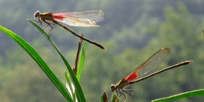 Mơ thấy chuồn chuồn và ý nghĩa của những giấc mơ này - Jun88 6 Các con số lô phù hợp với các giấc mơ về chuồn chuồn (Nguồn: Internet).