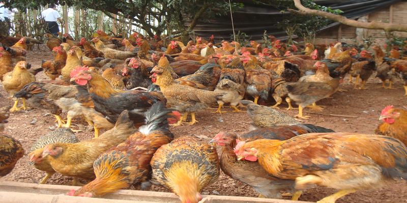 Top Những Loại Thuốc Sổ Lãi Cho Gà An Toàn, Hiệu Quả Nhất 5 Thuốc Sổ Lãi Cho Gà