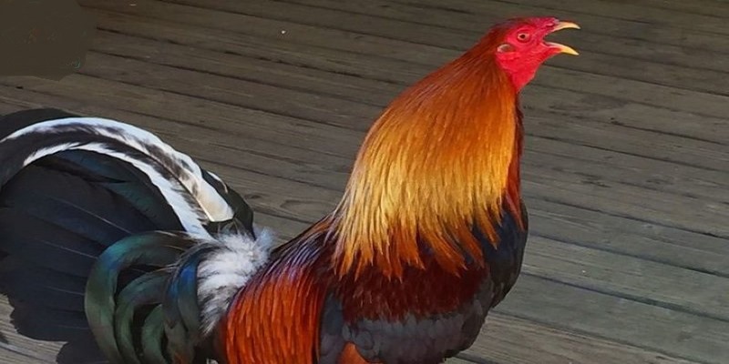 Gợi ý Top Những Trại Gà Mỹ Đồng Nai Mới Nhất Hiện Nay 6 trại gà Mỹ Đồng Nai