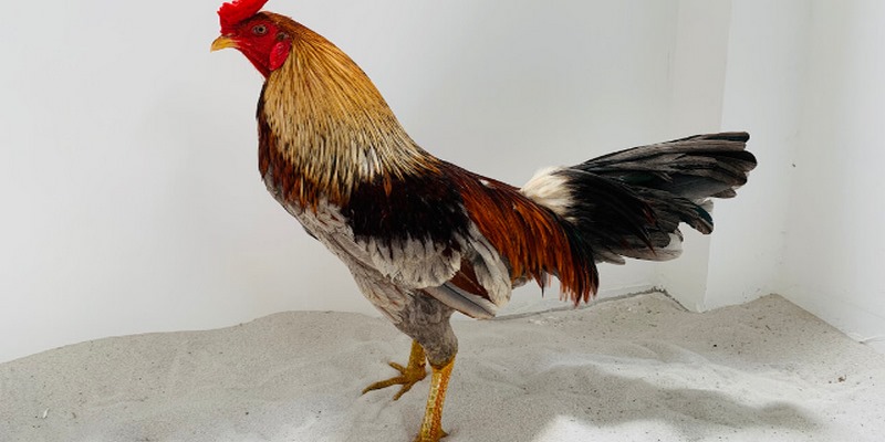 Trại Gà Đá Nam Phát Nức Tiếng Tại Khu Vực Miền Nam 4 Trại gà đá Nam Phát