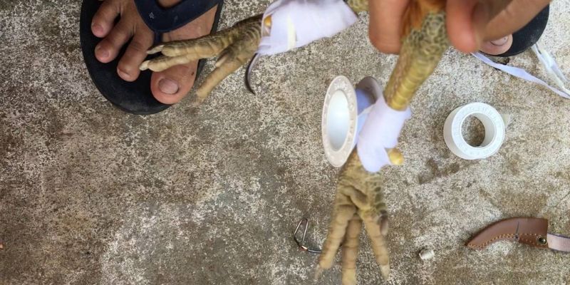 Bí Kíp Và Những Lưu Ý Trong Cách Quấn Cựa Gà Nòi Phải Biết 4 Cách quấn cựa gà nòi